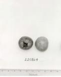 Click for 1 image(s) for this accession. FRUIT